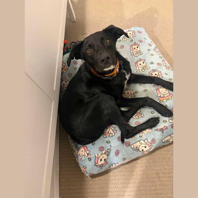 Photo of Max