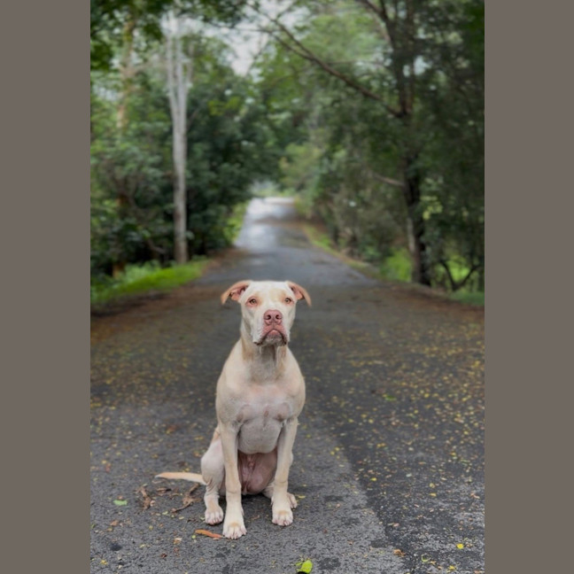 Photo of Sparrow *$250 Adoption Fee* 