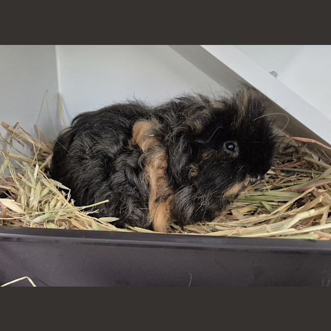 Photo of Pea (Bonded With Piggy)