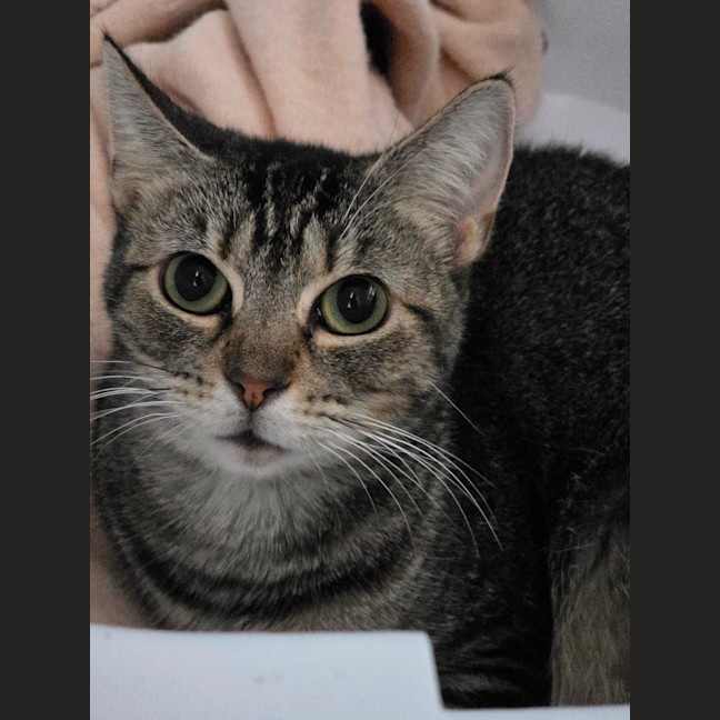 Photo of Jasmine
