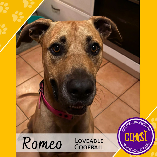 Photo of Romeo