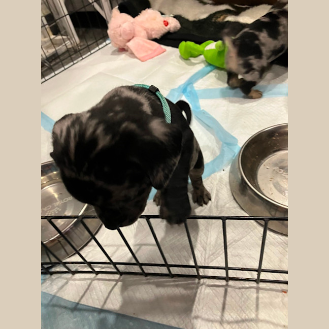 Photo of Zephyr