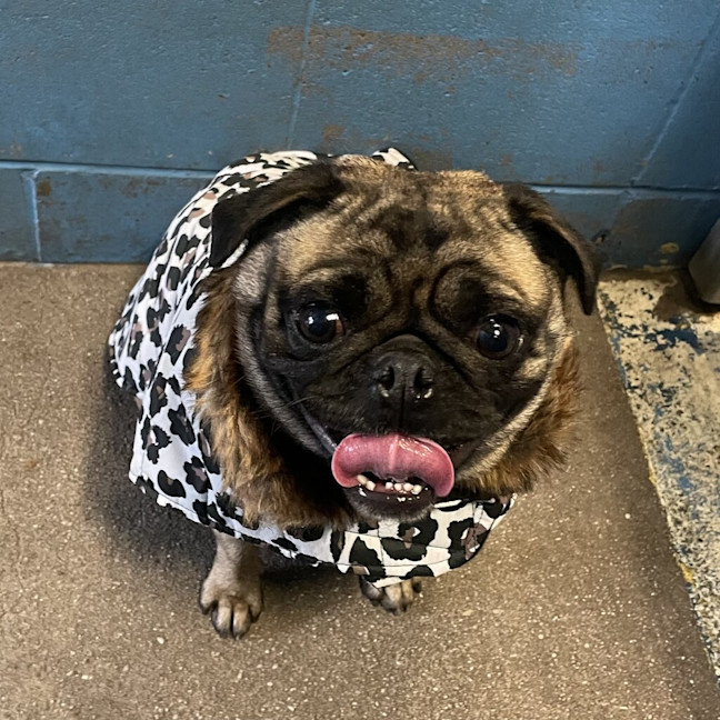 Photo of Pretzel