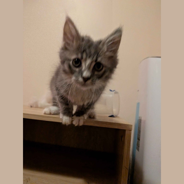 Photo of Remy