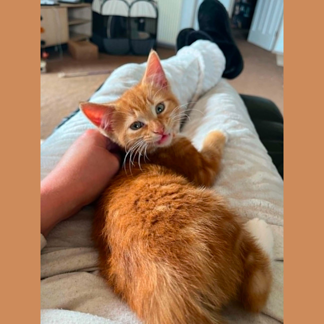 Photo of Cheetoh