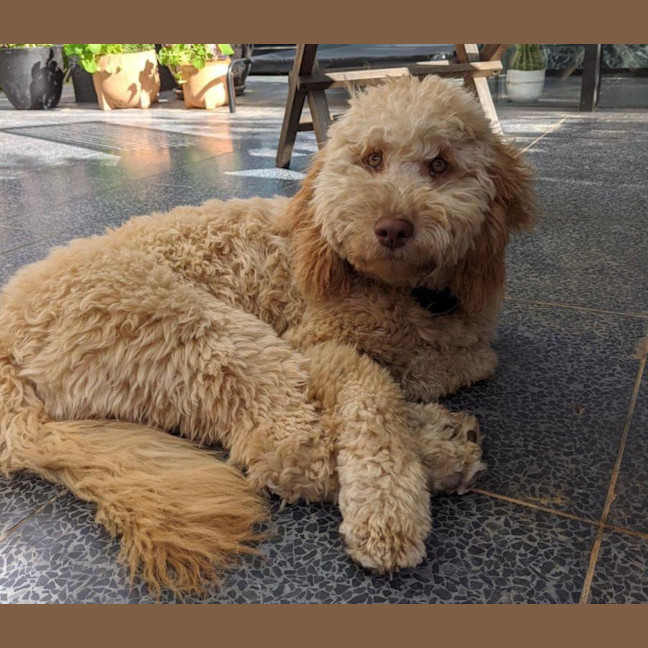 Photo of Gnocchi Russelton