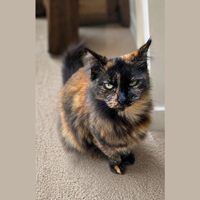 Photo of Phoebe