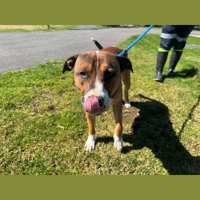 Photo of Simon Imp 1899