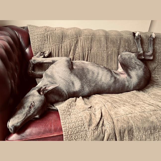 Photo of Cruiser (67748)