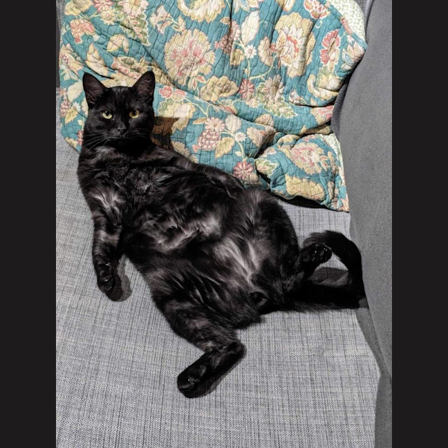 Photo of Percival