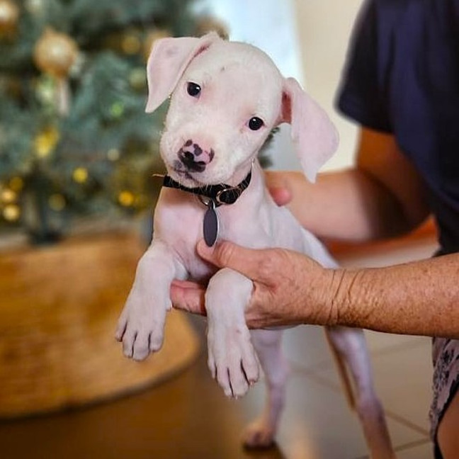 Photo of Koko Licious