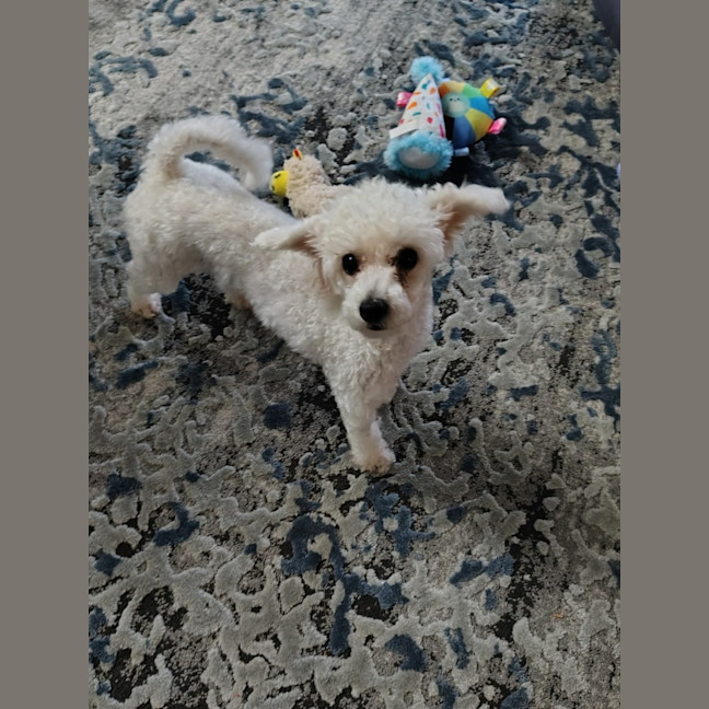 Photo of Comet