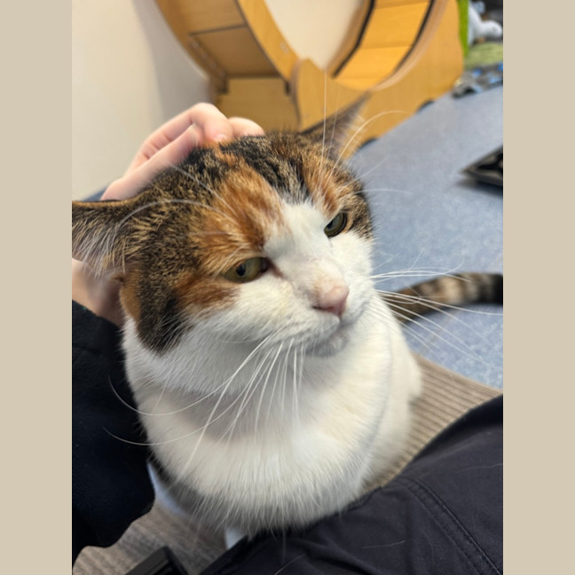 Photo of Pumpkin
