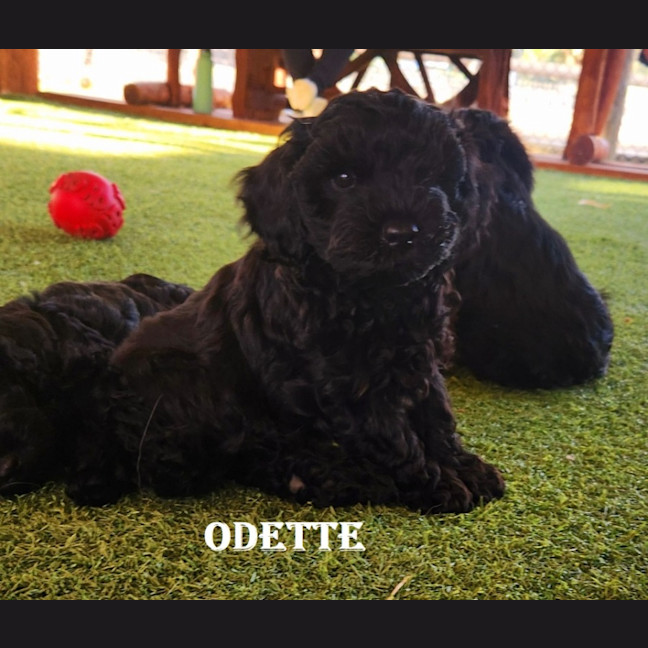 Photo of Odette