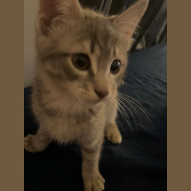 Photo of Chopper