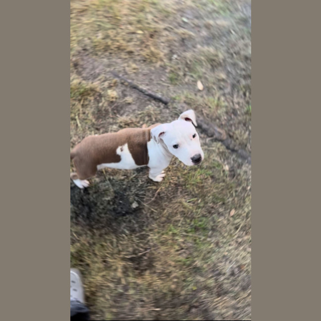 Photo of Milo