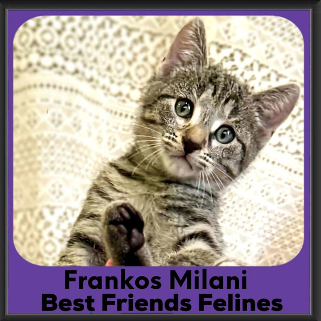 Photo of Frankos Milani 