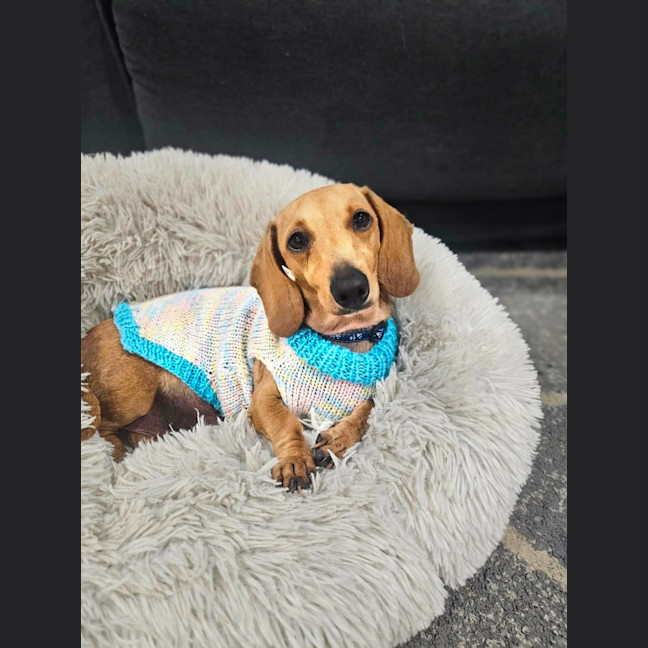 Photo of Honey