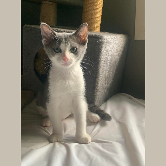 Photo of Bindi