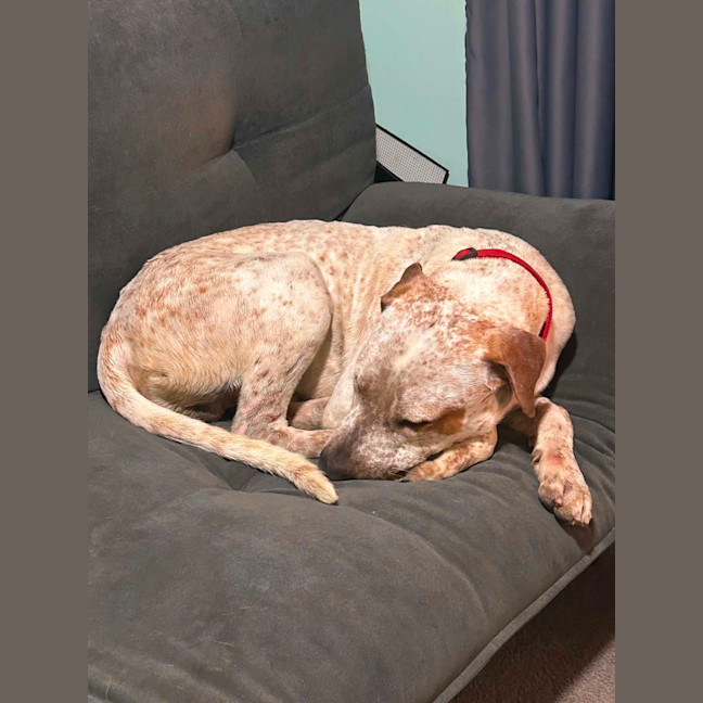 Photo of Rusty