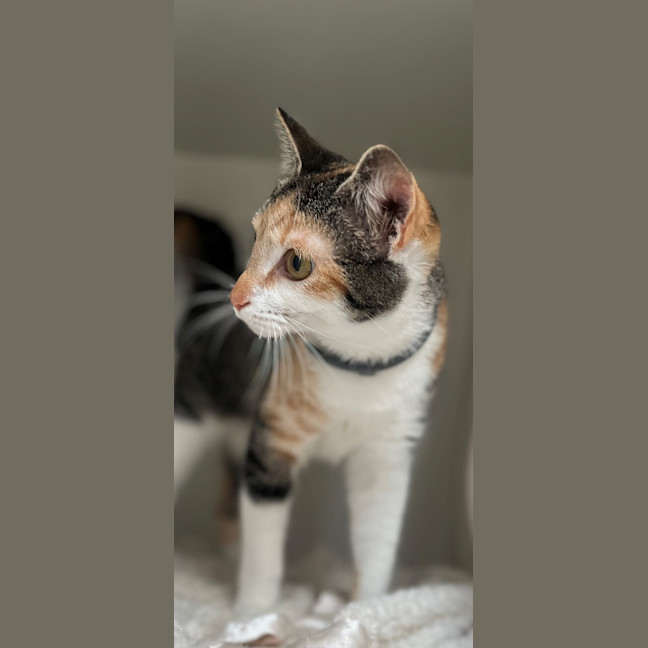 Photo of Gucci (60039)