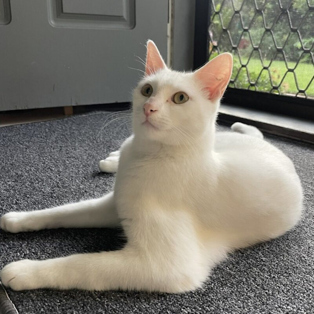 Photo of Belle
