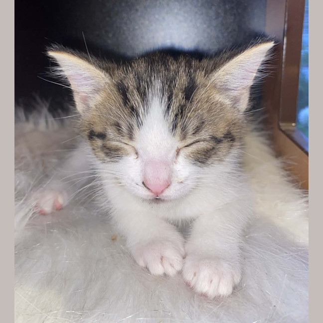 Photo of 🐾 Phoenix 🐾