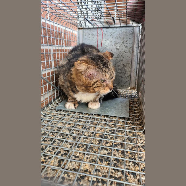 Photo of Bartholomew Ragamuffin