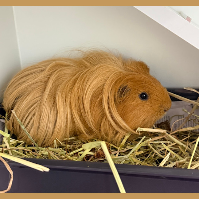 Photo of Fabio (Bonded With Walter And Lionel)