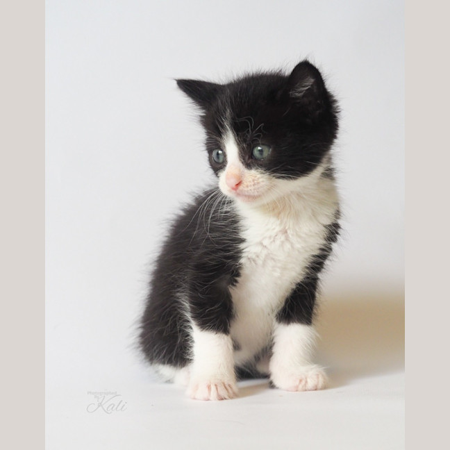 Photo of Pepper Jack
