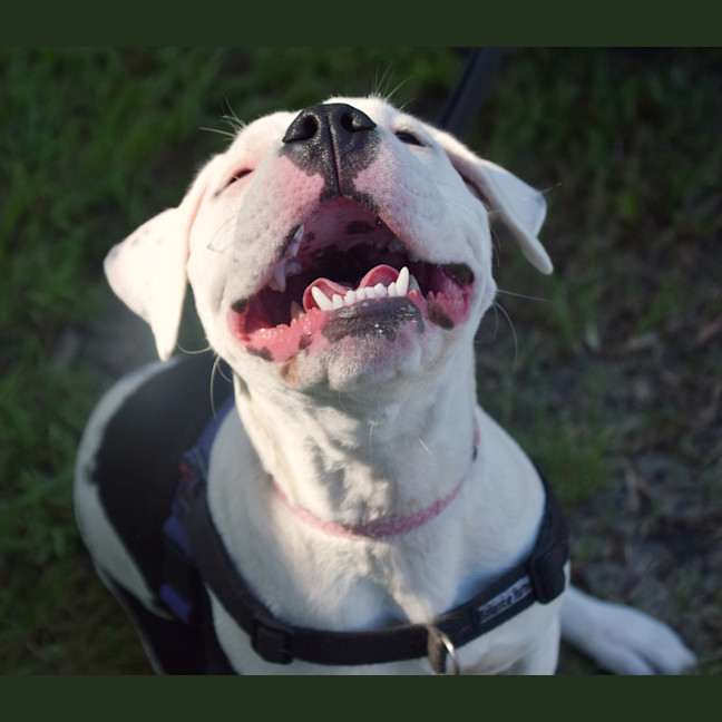 Photo of Bella