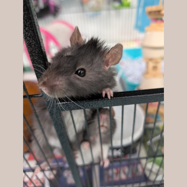 Photo of Waffle