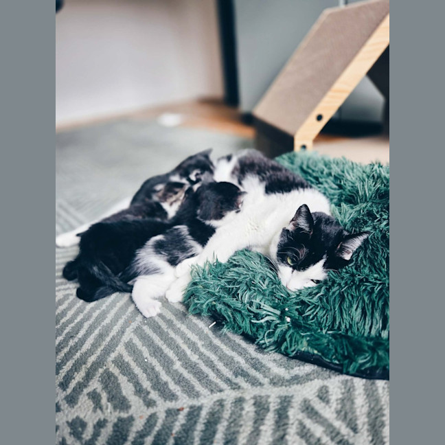 Photo of Makita   In Foster Care In Northcote