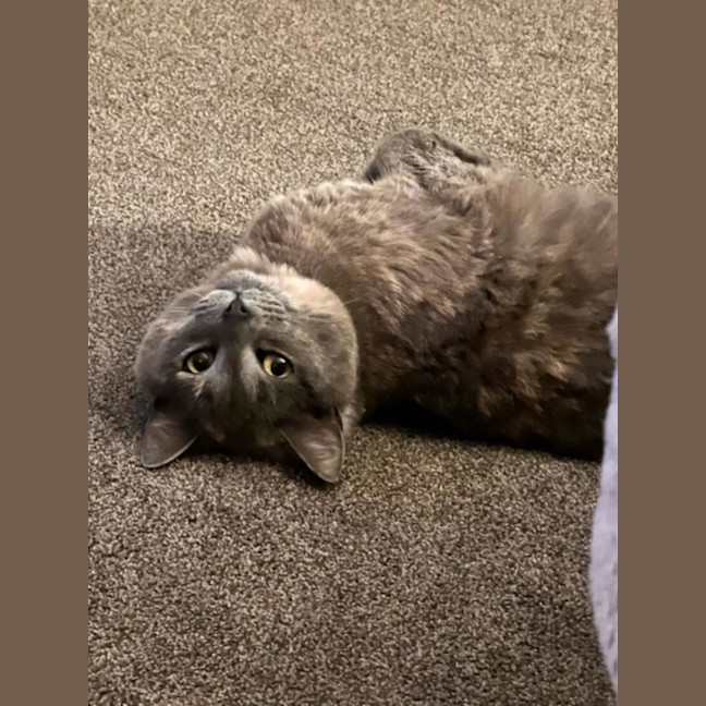 Photo of Mishka