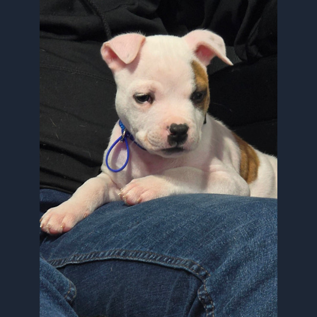 Photo of Alfie   7 Week Old Staffy X Bulldog X (Trial)