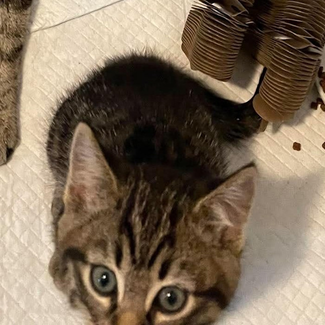 Photo of Kiwi
