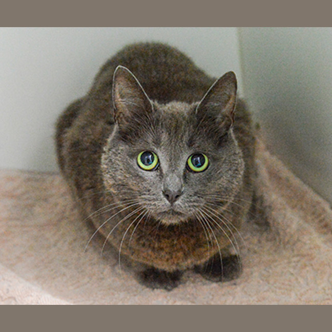 Photo of Pudding Pop