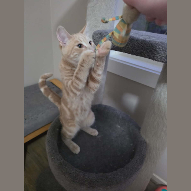 Photo of Nala