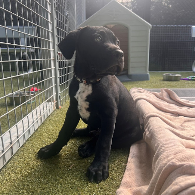 Photo of D1193 Digger