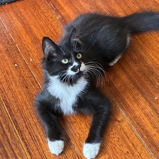 Photo of Poppy 