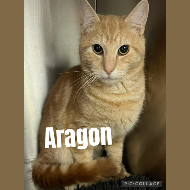 Photo of Aragon