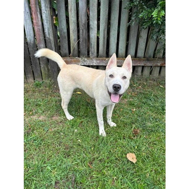 Photo of Paige *$350 Adoption Fee*