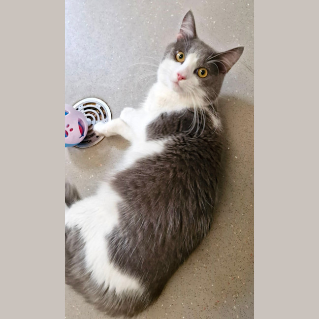 Photo of C1340 Hamish