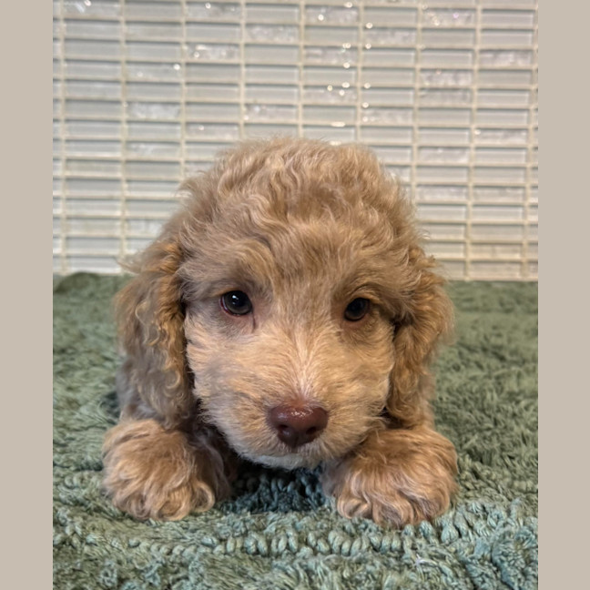 Photo of Charlie