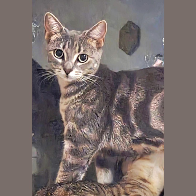 Photo of Mamacita