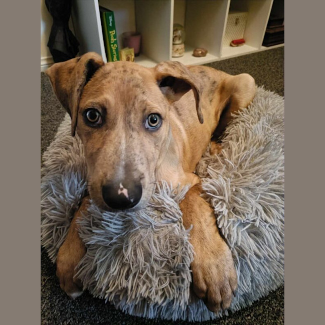 Photo of Tiger