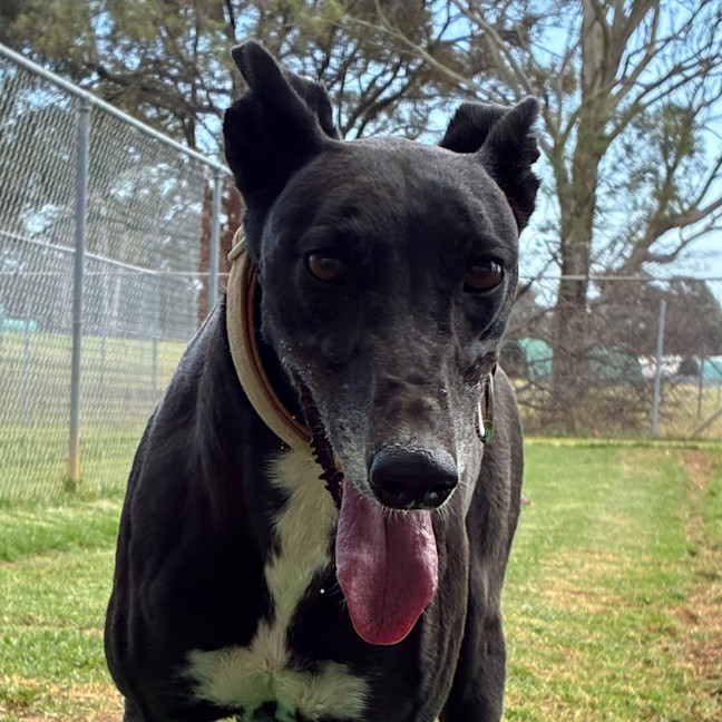 Photo of Veselka The Greyhound