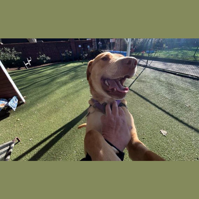 Photo of Whisky