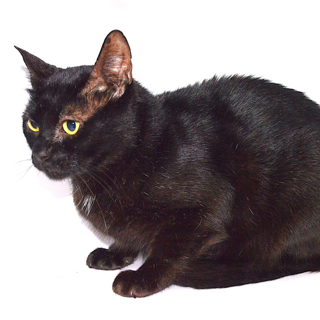 Photo of Stewie (Previously Sooty)