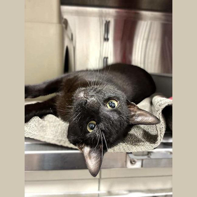 Photo of Spook